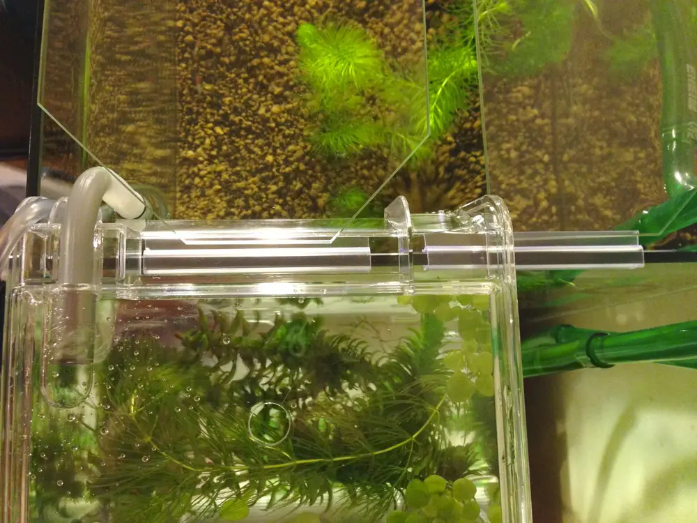 エビ飼育 ルリーシュリンプを選別 サテライト水槽で一時飼育して屋外ビオへ カスタムライフ