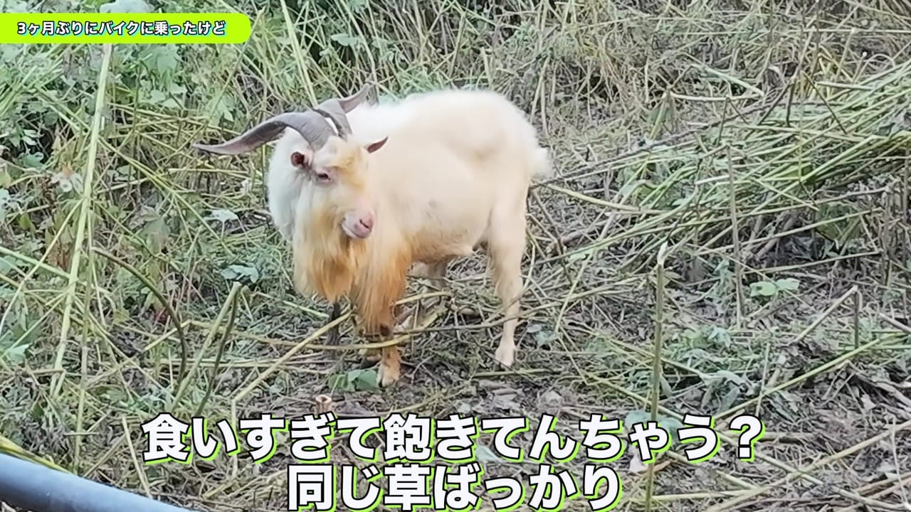 3monthburibikenotta 3