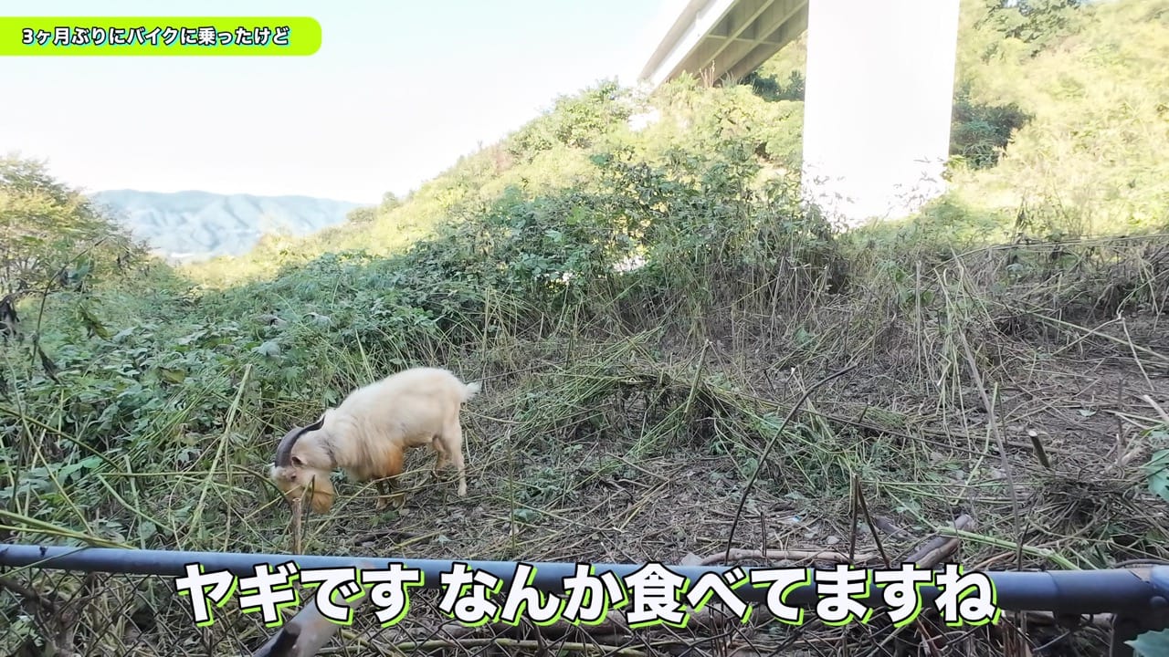 3monthburibikenotta 4