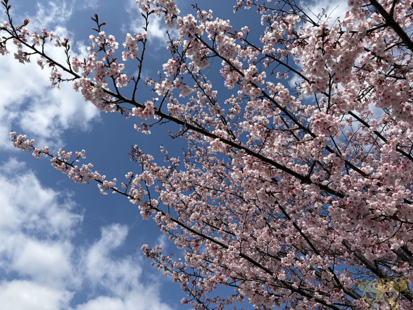 sokkousakura-9.jpg Sokkousakura 9